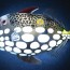 Triggerfish light